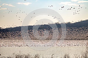 Snow Geese Mass Flight