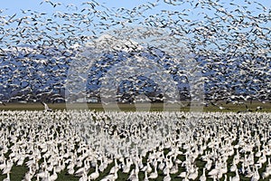 Snow geese migrating in Skagit Valley