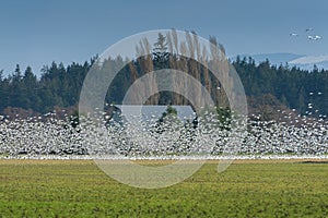 Snow Geese Migrating From Wrangell Island in Alaska to the Skagit Valley, Washington.