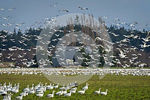 Snow Geese Migrating From Wrangell Island in Alaska to the Skagit Valley, Washington.