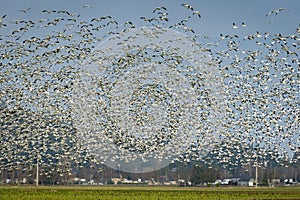 Snow Geese Migrating From Wrangell Island in Alaska to the Skagit Valley, Washington.