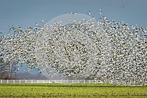 Snow Geese Migrating From Wrangell Island in Alaska to the Skagit Valley, Washington.
