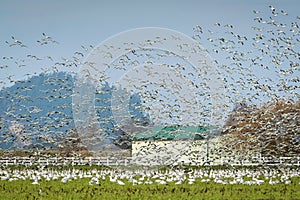 Snow Geese Migrating From Wrangell Island in Alaska to the Skagit Valley, Washington.