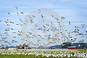 Snow Geese Migrating From Wrangell Island in Alaska to the Skagit Valley, Washington.