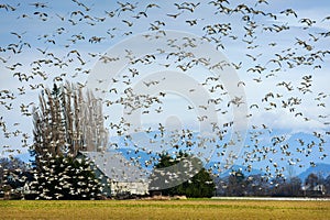 Snow Geese Migrating From Wrangell Island in Alaska to the Skagit Valley, Washington.