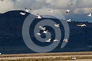 Snow geese migration