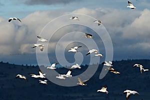 Snow geese migration