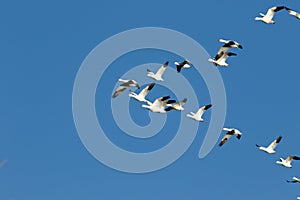 Snow geese migration