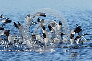 Snow geese migration