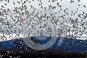 Snow geese migration