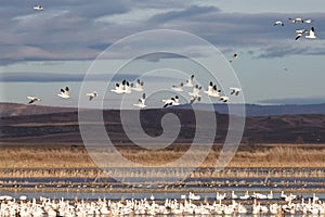 Snow geese migration