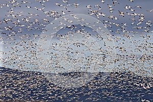 Snow geese migration