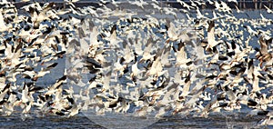 Snow Geese migration