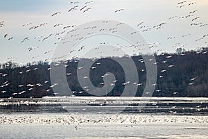 Snow Geese Migration