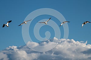 Snow Geese Migration