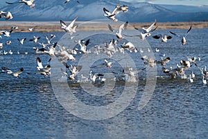 Snow Geese Migration