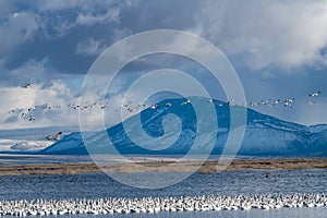 Snow Geese Migration