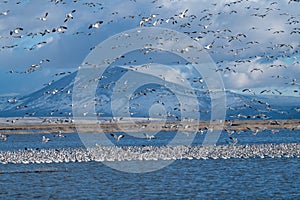 Snow Geese Migration