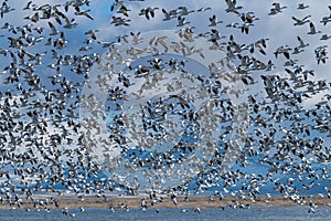 Snow Geese Migration