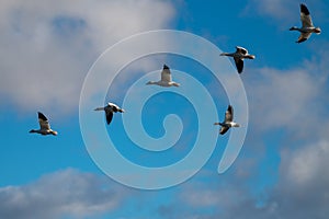 Snow Geese Migration