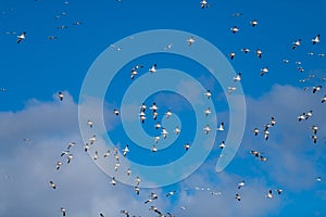 Snow Geese Migration