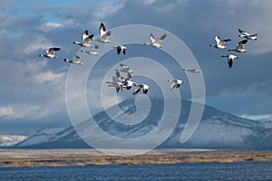 Snow Geese Migration