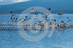 Snow Geese Migration