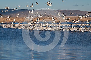 Snow Geese Migration