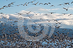 Snow Geese Migration