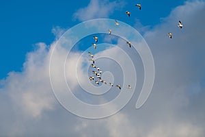 Snow Geese Migration