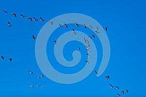 Snow Geese Migration