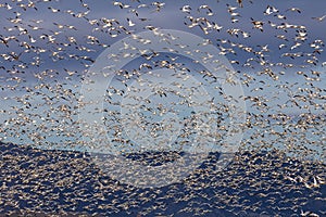 Snow geese migration