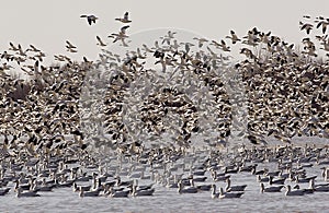 Snow geese migration 2-some noise