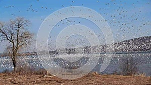 Snow geese migration