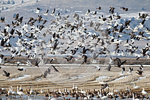 Snow geese migration