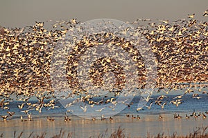 Snow Geese migration in the fall