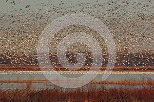 Snow Geese migration in the fall