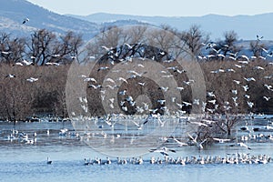 Snow geese migration