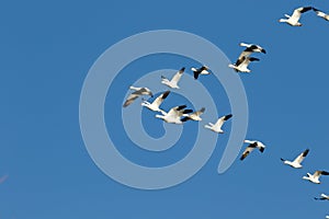 Snow geese migration photo