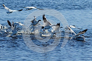 Snow geese migration