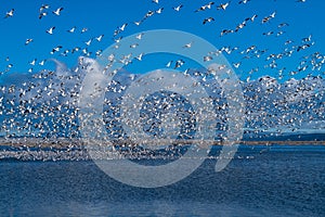 Snow Geese Migration