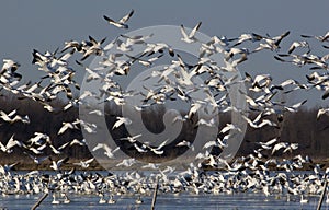 Snow geese migration1