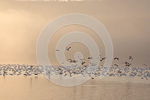 Snow geese on misty dawn