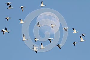 Snow Geese With Moon