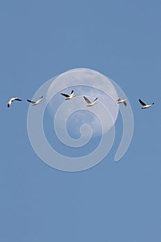 Snow Geese With Moon