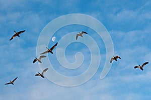 Snow Geese and Moon