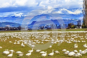 Snow Geese Mountains Skagit Valley Washington