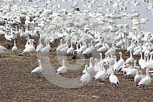 Snow geese and a muskrat