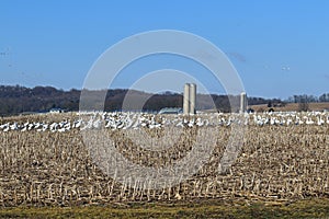 Snow geese near a farm
