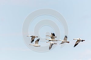 Snow Geese over a Corn Field, Quebec, Canada